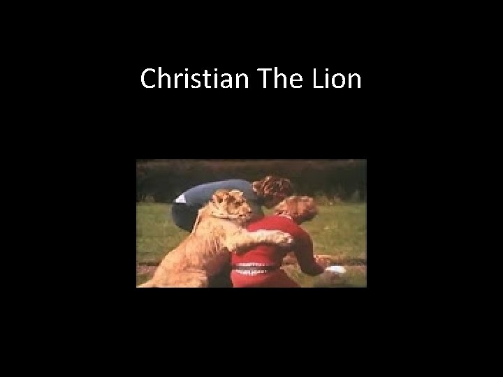 Christian The Lion 