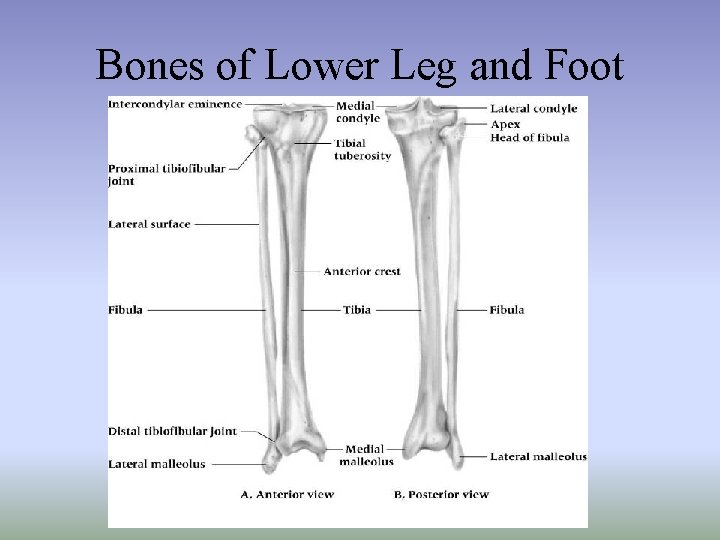 Bones of Lower Leg and Foot 