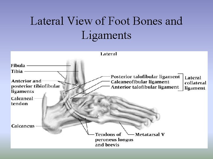 Lateral View of Foot Bones and Ligaments 