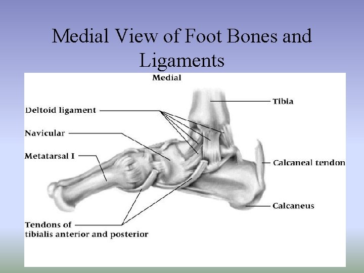 Medial View of Foot Bones and Ligaments 