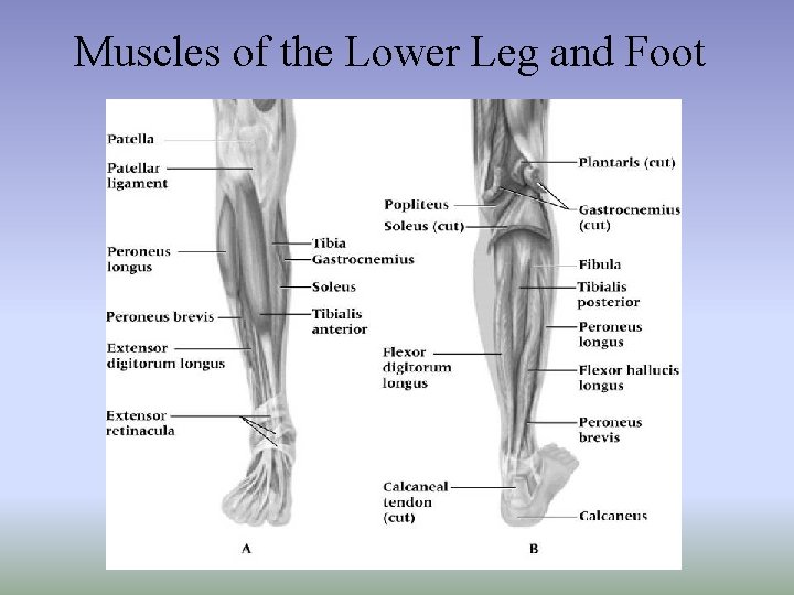 Muscles of the Lower Leg and Foot 