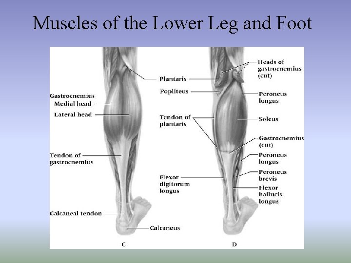Muscles of the Lower Leg and Foot 