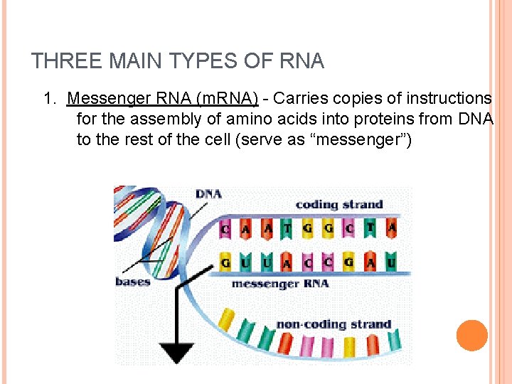 THREE MAIN TYPES OF RNA 1. Messenger RNA (m. RNA) - Carries copies of