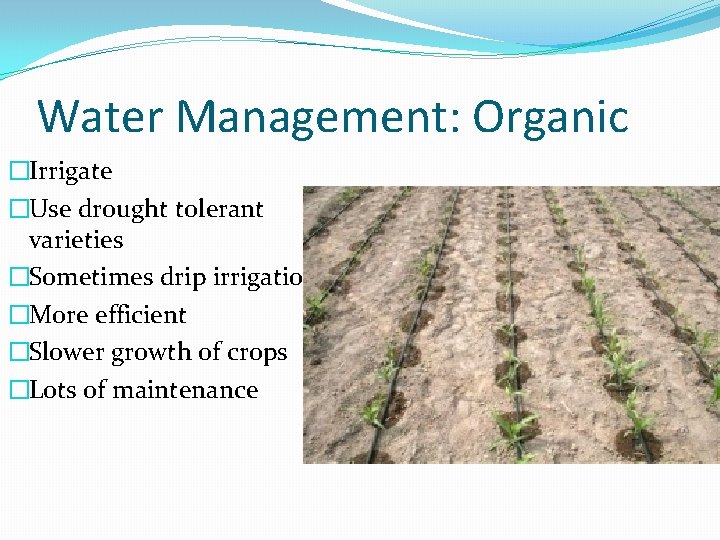 Water Management: Organic �Irrigate �Use drought tolerant varieties �Sometimes drip irrigation �More efficient �Slower