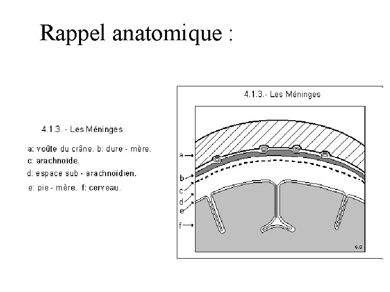 Rappel anatomique : 