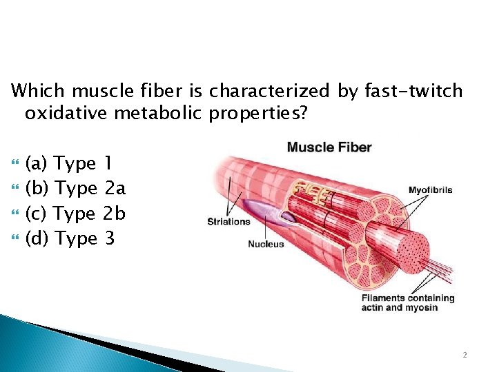 Which muscle fiber is characterized by fast-twitch oxidative metabolic properties? (a) Type 1 (b)