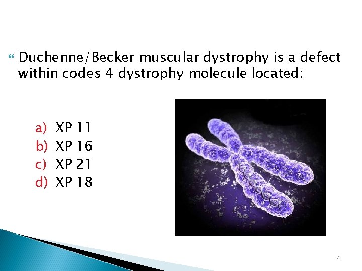  Duchenne/Becker muscular dystrophy is a defect within codes 4 dystrophy molecule located: a)