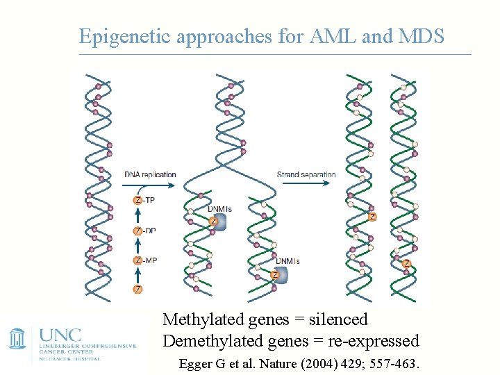 Epigenetic approaches for AML and MDS Methylated genes = silenced Demethylated genes = re-expressed