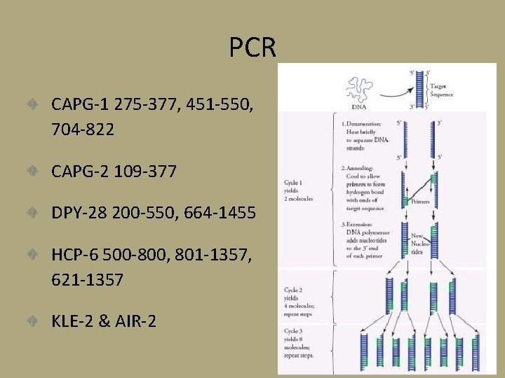 PCR CAPG-1 275 -377, 451 -550, 704 -822 CAPG-2 109 -377 DPY-28 200 -550,