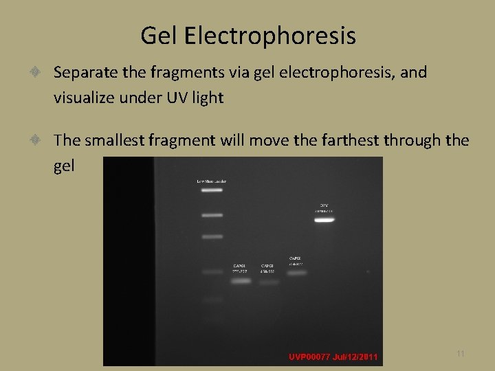 Gel Electrophoresis Separate the fragments via gel electrophoresis, and visualize under UV light The