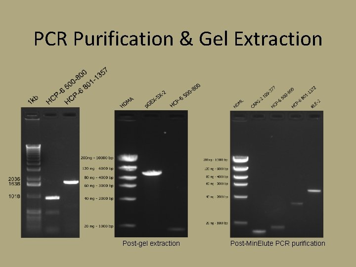 PCR Purification & Gel Extraction Post-gel extraction Post-Min. Elute PCR purification 