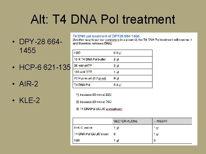 Alt: T 4 DNA Pol treatment • DPY-28 6641455 • HCP-6 621 -1357 •