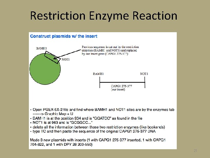 Restriction Enzyme Reaction 21 