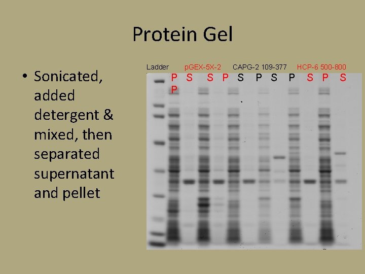 Protein Gel • Sonicated, added detergent & mixed, then separated supernatant and pellet Ladder