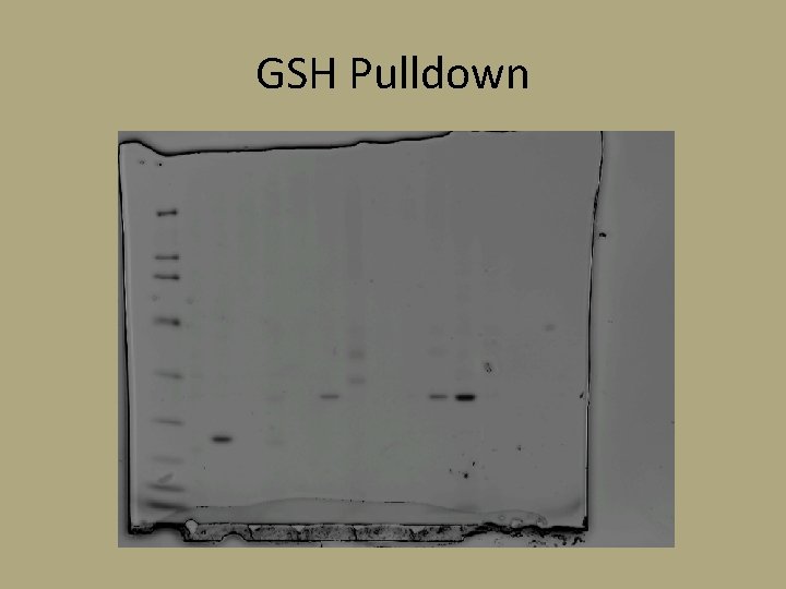 GSH Pulldown 