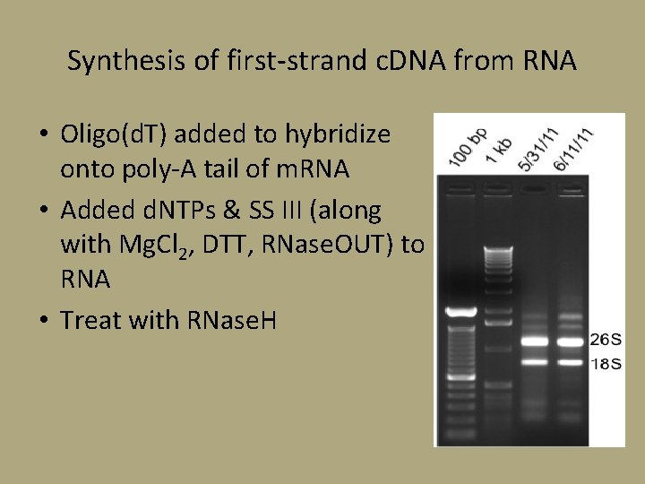  Synthesis of first-strand c. DNA from RNA • Oligo(d. T) added to hybridize