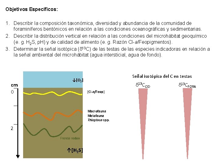 Objetivos Específicos: 1. Describir la composición taxonómica, diversidad y abundancia de la comunidad de