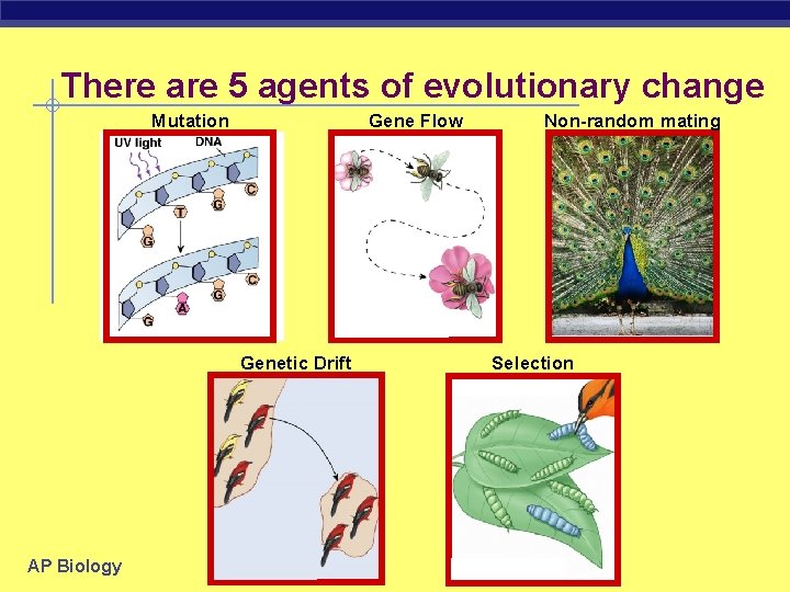 There are 5 agents of evolutionary change Mutation Gene Flow Genetic Drift AP Biology