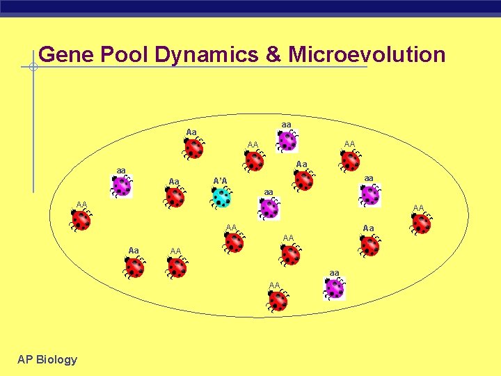 Gene Pool Dynamics & Microevolution aa Aa AA AA Aa aa A’A aa AA