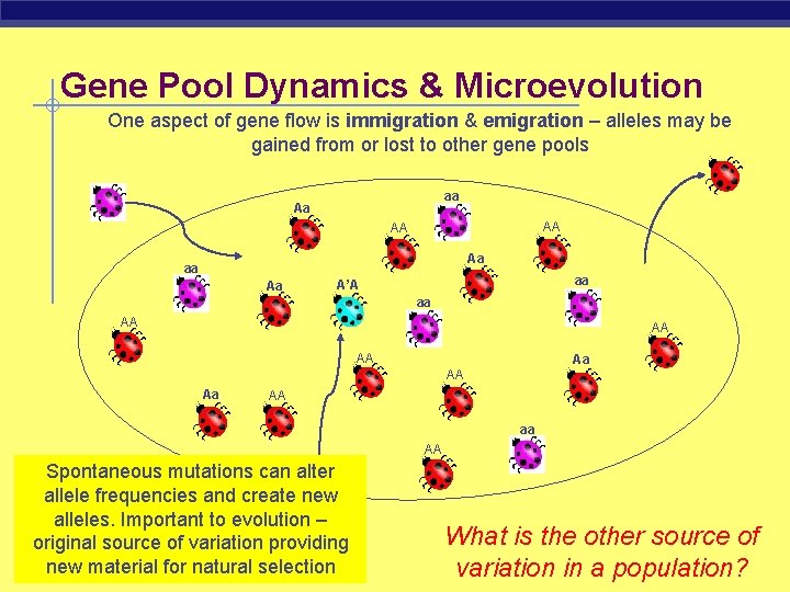 Gene Pool Dynamics & Microevolution One aspect of gene flow is immigration & emigration