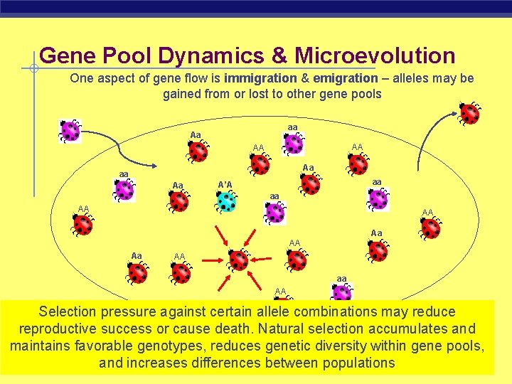 Gene Pool Dynamics & Microevolution One aspect of gene flow is immigration & emigration