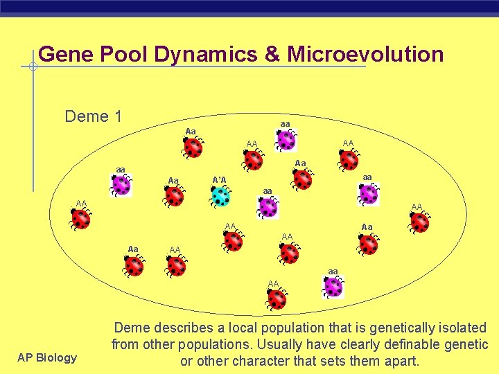 Gene Pool Dynamics & Microevolution Deme 1 aa Aa AA AA Aa aa A’A
