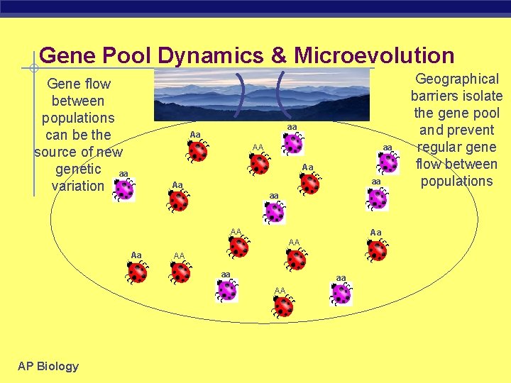 Gene Pool Dynamics & Microevolution Gene flow between populations can be the source of