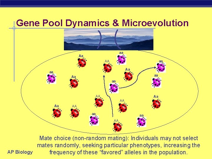 Gene Pool Dynamics & Microevolution aa Aa aa AA Aa aa aa AA Aa