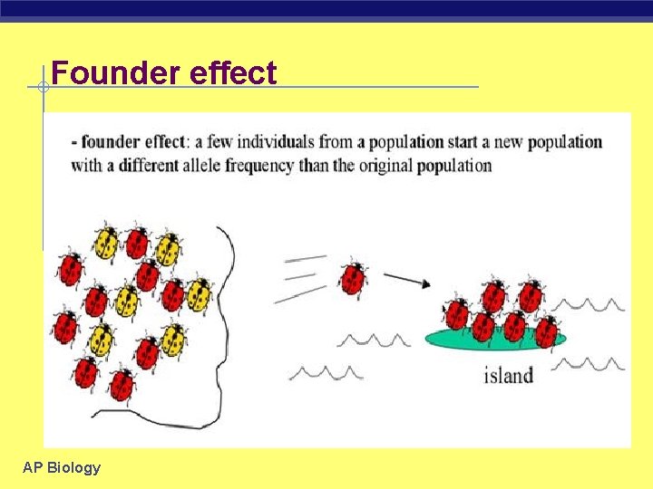 Founder effect AP Biology 