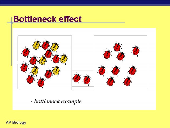 Bottleneck effect AP Biology 