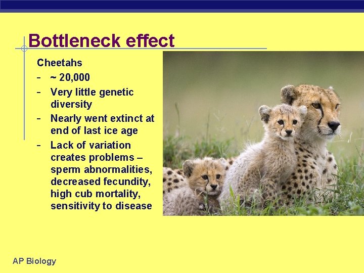 Bottleneck effect Cheetahs - ~ 20, 000 - Very little genetic diversity - Nearly