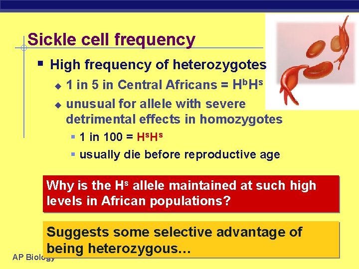 Sickle cell frequency § High frequency of heterozygotes 1 in 5 in Central Africans