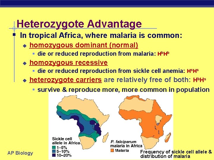 Heterozygote Advantage § In tropical Africa, where malaria is common: u homozygous dominant (normal)
