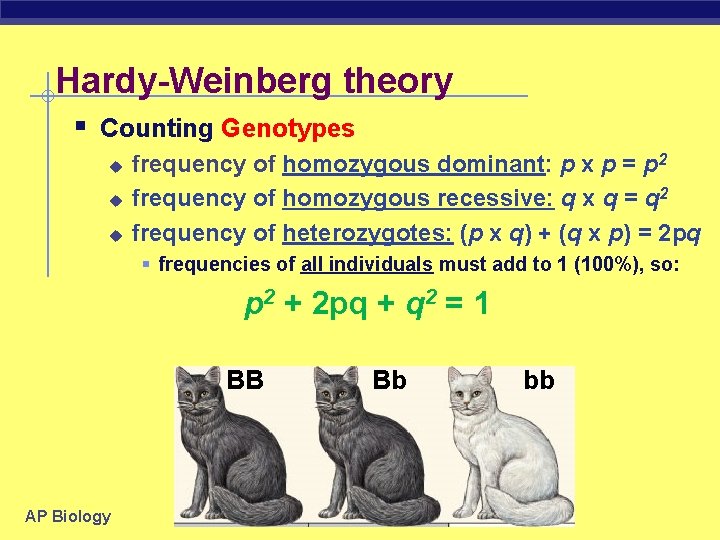 Hardy-Weinberg theory § Counting Genotypes u u u frequency of homozygous dominant: p x
