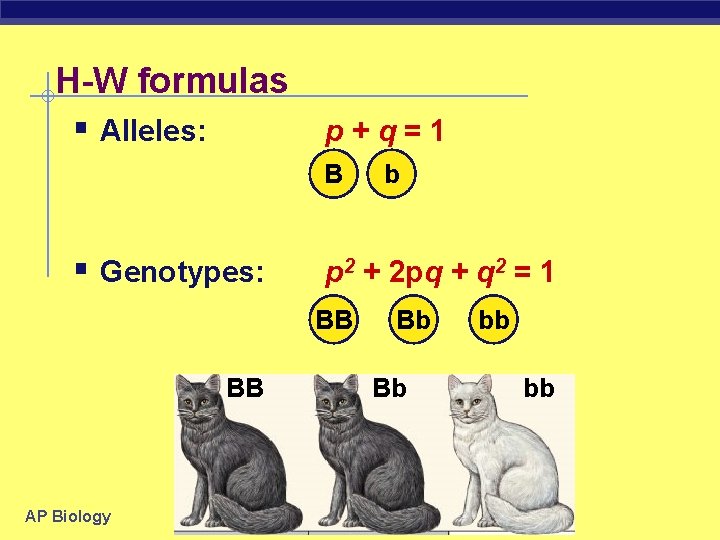 H-W formulas § Alleles: p+q=1 B § Genotypes: p 2 + 2 pq +