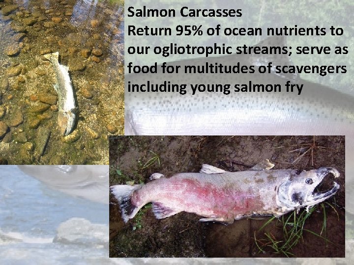 Salmon Carcasses Return 95% of ocean nutrients to our ogliotrophic streams; serve as food