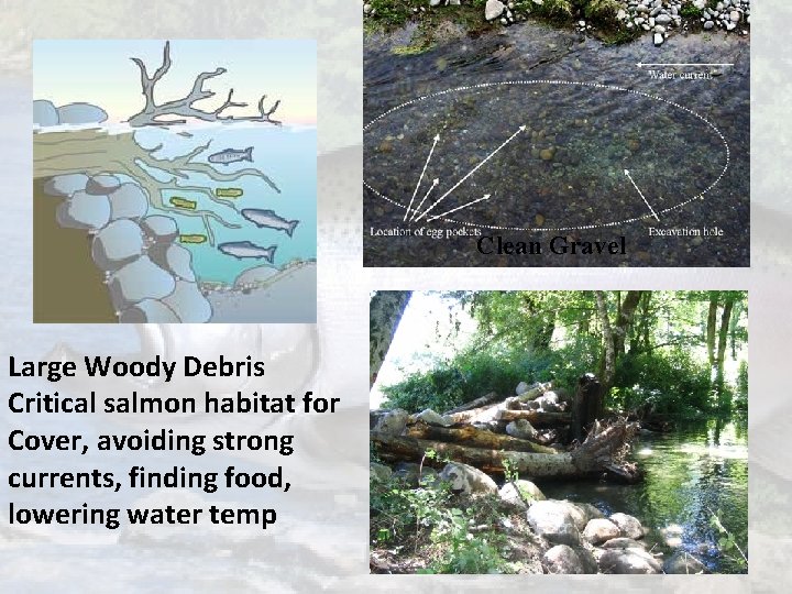 Clean Gravel Large Woody Debris Critical salmon habitat for Cover, avoiding strong currents, finding