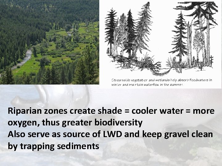 Riparian zones create shade = cooler water = more oxygen, thus greater biodiversity Also