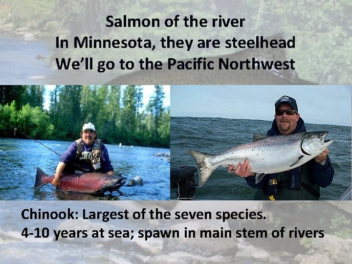 Salmon of the river In Minnesota, they are steelhead We’ll go to the Pacific