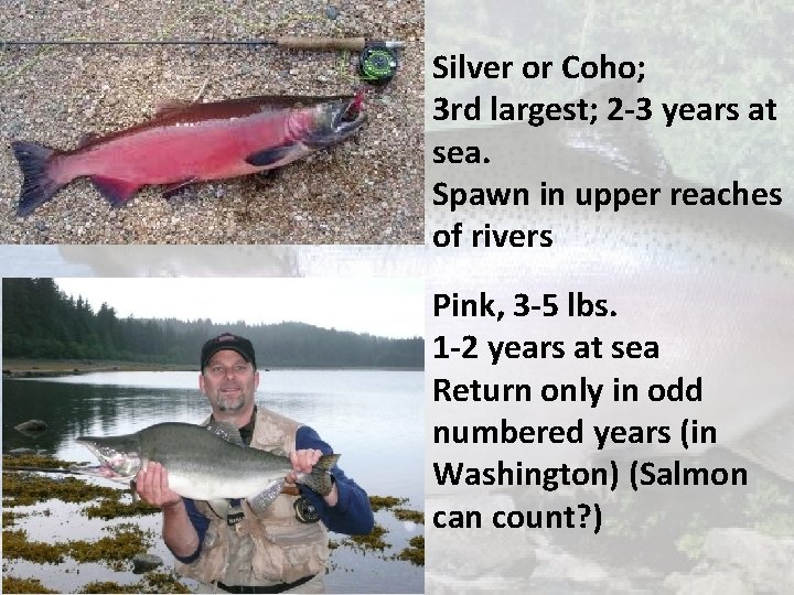 Silver or Coho; 3 rd largest; 2 -3 years at sea. Spawn in upper