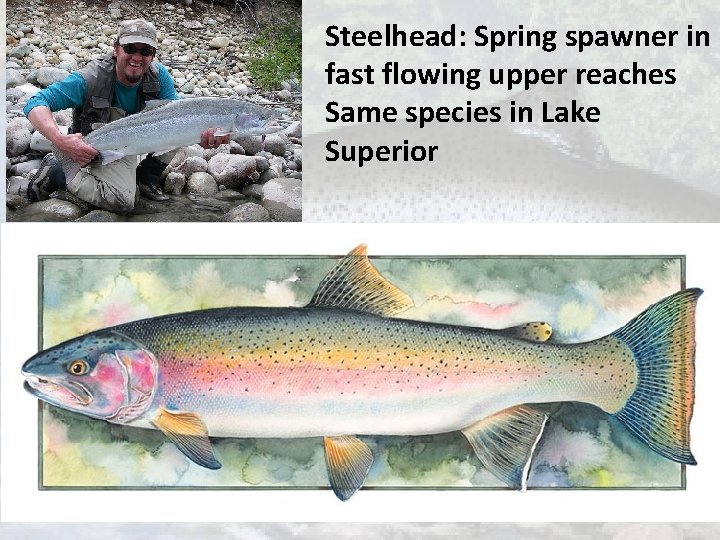 Steelhead: Spring spawner in fast flowing upper reaches Same species in Lake Superior 