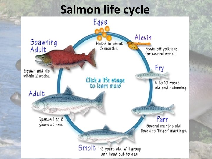 Salmon life cycle 