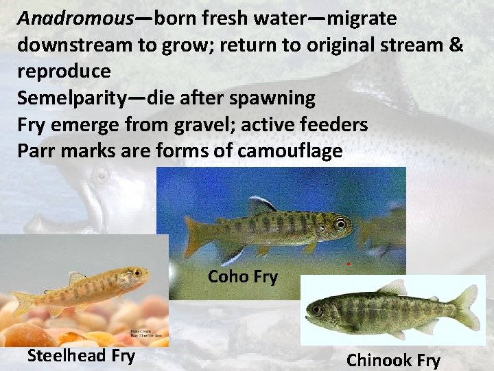 Anadromous—born fresh water—migrate downstream to grow; return to original stream & reproduce Semelparity—die after