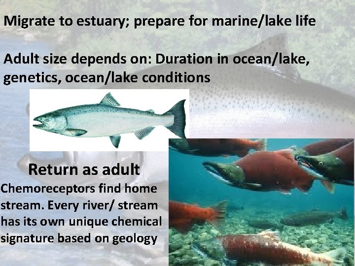 Migrate to estuary; prepare for marine/lake life Adult size depends on: Duration in ocean/lake,