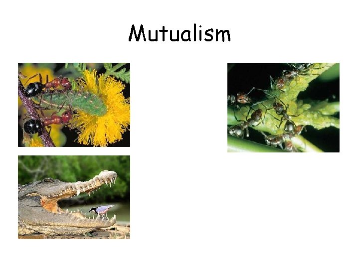 Mutualism 