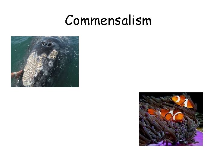Commensalism 