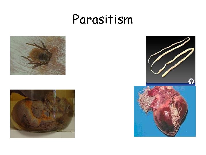 Parasitism 