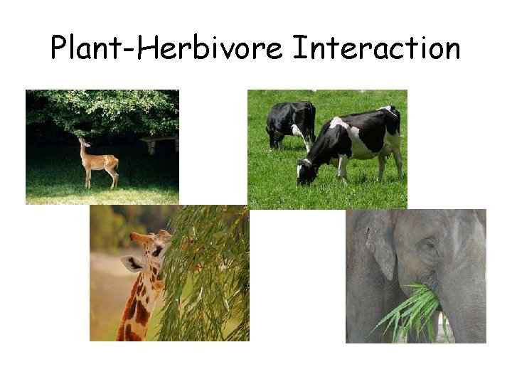 Plant-Herbivore Interaction 