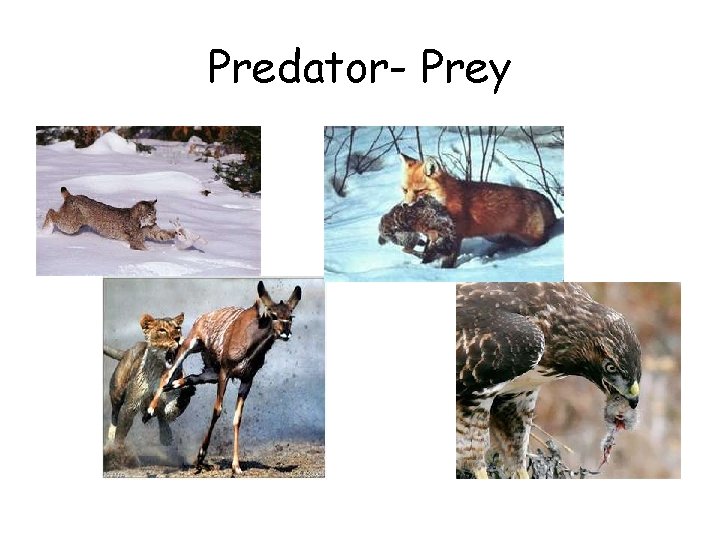 Predator- Prey 