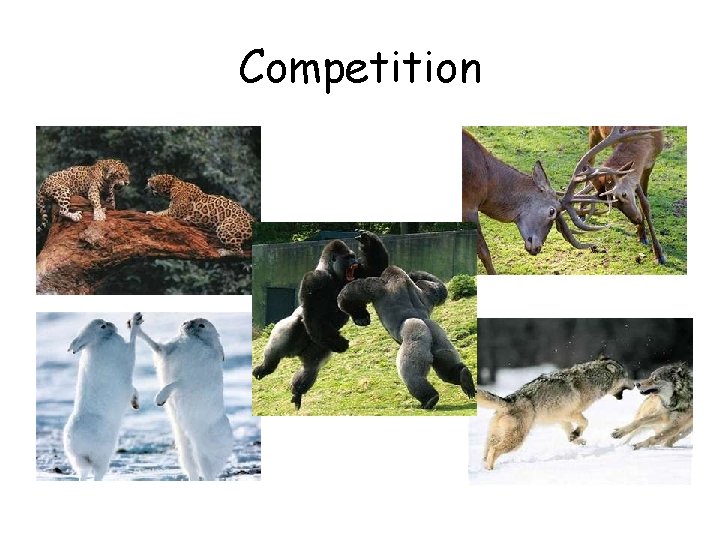 Competition 